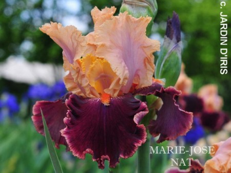 'Marie José Nat ' Cayeux 2001